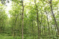 云陽縣林木中心苗圃場_世界工廠網全球企業(yè)庫