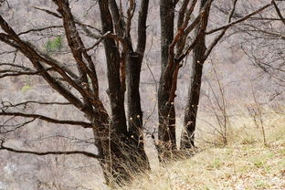 林木茂盛風光好 山西霍州七里峪
