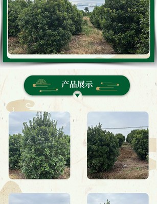 林木庭院種植全冠叢生楊梅樹四季常青果大味濃甜全國發貨