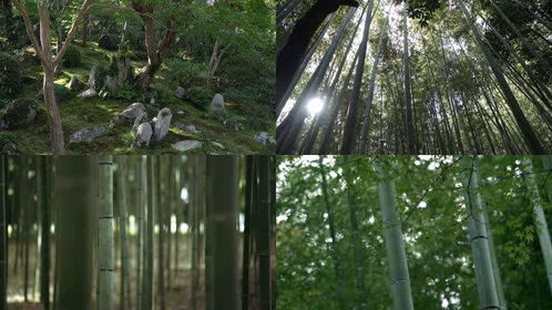 森林樹木拍攝小妙招,凌晨兩點視頻素材網,林木視頻素材拍攝