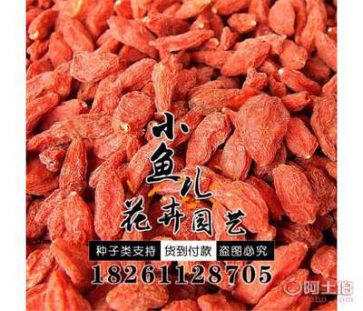 【廠家批發林木種子枸杞種子價格包發芽紅枸杞種子銷售】沭陽縣扎下鎮小魚兒花卉園藝場 - 產品庫