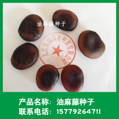 批發林木種子 油麻藤種子 常綠油麻藤 藤本植物