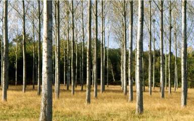 《森林法》規定,砍自家的樹也要申報,否則被抓并可能獲刑._社會_網