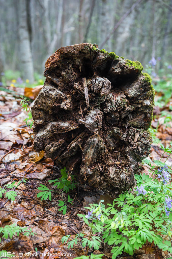樹的樹樁和樹根在卡盧加河的破定居點