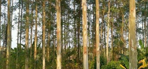 這種林木的生長迅速、能快速產(chǎn)生效益,但想種植卻不易申請