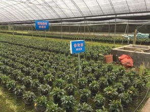 武平 深化林改促發展 提升生態惠民生