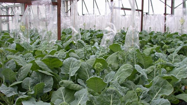 應對‘蔬菜危機’，培育全年生長的西蘭花