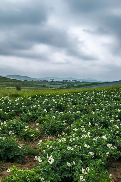 助力你的囤菜大業 中國蔬菜大省究竟有多猛？
