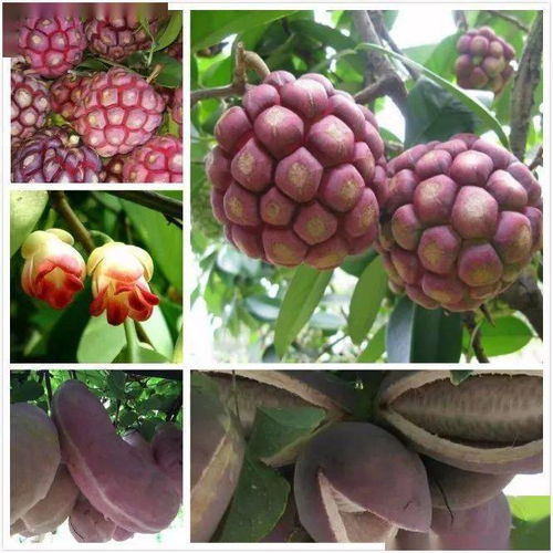 2021年度國(guó)家林草局花卉產(chǎn)品行業(yè)監(jiān)測(cè)工作圓滿收官