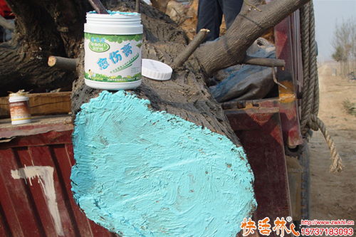 科學(xué)護(hù)理植物傷口 從樹(shù)木修剪到蔬菜培育的傷口保護(hù)指南