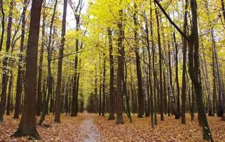 2017年農(nóng)村征地補(bǔ)償新政策 菜田地補(bǔ)償標(biāo)準(zhǔn)最高，花卉用地如何認(rèn)定？