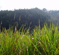 福建省頂信拍賣(mài)公司 探索林木與花卉拍賣(mài)的多元化發(fā)展